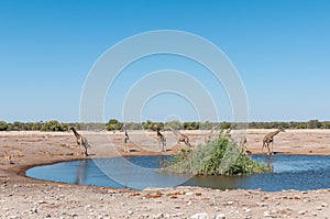 Seven Namibian giraffes at a waterhole