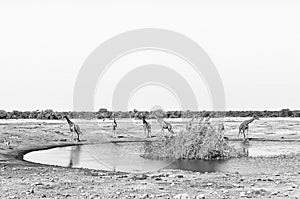 Seven Namibian giraffes at a waterhole. Monochrome