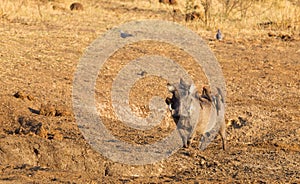 Seven oxpeckers sitting on a warthog, Namibia