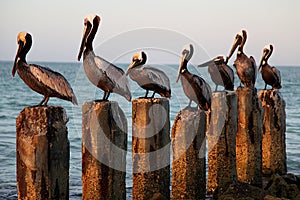 Seven Pelicans on Seven Wood Posts