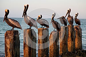 Seven Pelicans on Seven Wood Posts photo