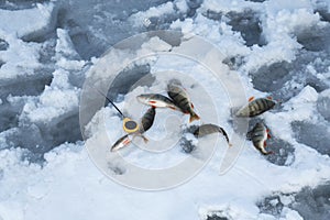Seven perch and winter fishing tackle on a snow on a frozen lake. Ice fishing.