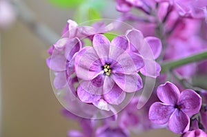 Seven-petalled lilac flower lucky photo