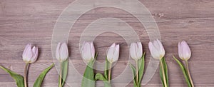 Seven pink pastel spring love tulips parallel in row panorama