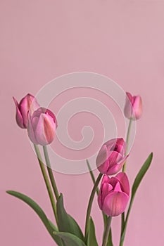 Seven pink tulips, in spring