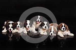 Seven Puppies