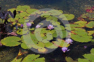 Seven purple water lily flowers, pads and Elephant Ear Plants floating in a shallow pond