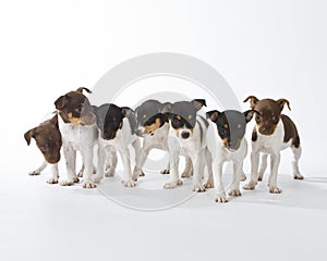 Seven Rat Terrier Puppies