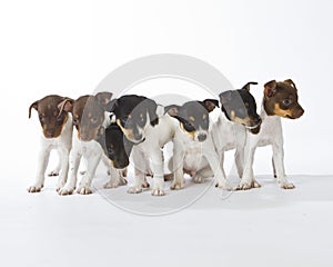 Seven Rat Terrier Puppies