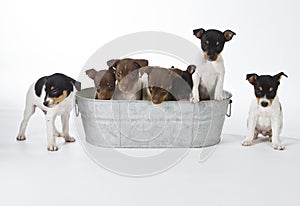 Seven Rat Terrier Puppies