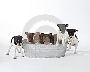 Seven Rat Terrier Puppies