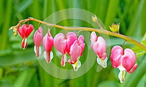 seven red bleeding heart garden flowers blooming in Spring