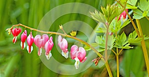 seven red bleeding heart garden flowers blooming in Spring