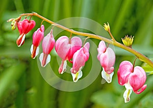 seven red bleeding heart garden flowers blooming in Spring