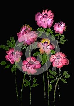 Seven roses on a black background.