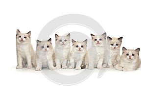 Seven small cute white ragdoll kitten with blue eyes on a white background.
