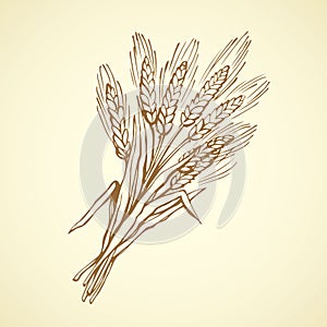 Seven spikelets of wheat. Vector drawing photo