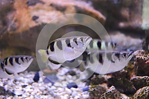 Seven-spot archerfish or largescale archerfish photo