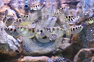 Seven-spot archerfish or largescale archerfish photo
