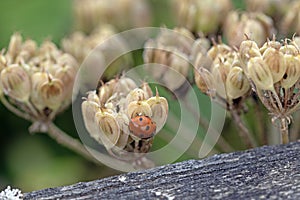 Seven spot lady beetle on cow parsnip buds