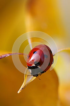 Seven-spot ladybird