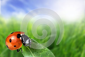 Seven-spot ladybird