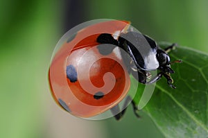 Seven-spot ladybird