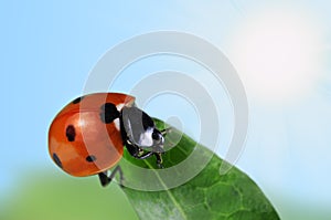 Seven-spot ladybird