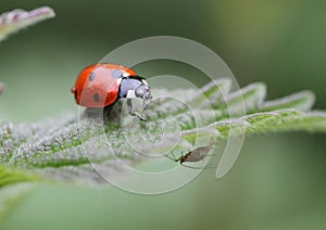 A seven spot ladybird and aphid photo