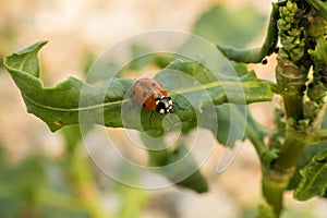 Seven-spot ladybird on a broad green leaf