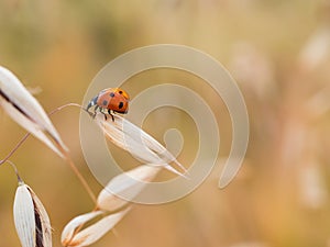 The seven-spot ladybird Coccinella septempunctata