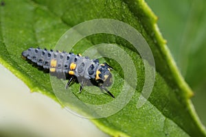 Seven-spot ladybird, coccinella septempunctata