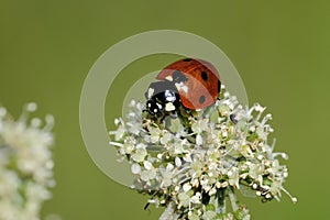 Seven-spot ladybird, coccinella septempunctata