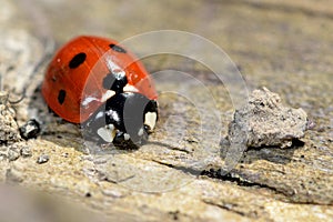 Seven-spot ladybird (Coccinella septempunctata)