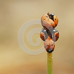Seven-spot ladybird Coccinella septempunctata