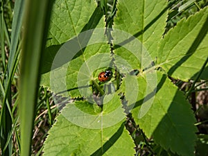 The seven-spot ladybird (Coccinella septempunctata) on aground. Elytra are red, punctuated with three black spots each,