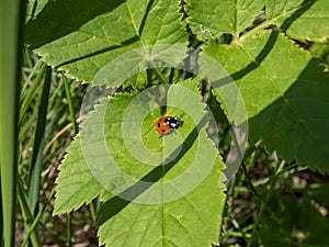 The seven-spot ladybird (Coccinella septempunctata). Elytra are red, punctuated with three black spots each, with one