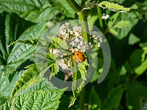 Seven-spot ladybird (Coccinella septempunctata). Elytra are red, punctuated with three black spots each, with one