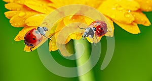 Seven-spot ladybird, Coccinella septempunctata on a flower