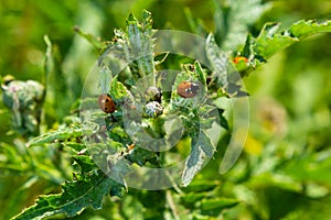 The seven-spot ladybird Coccinella septempunctata ladybug eating aphids