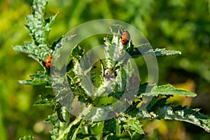 The seven-spot ladybird Coccinella septempunctata ladybug eating aphids