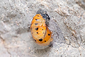 Seven-spot ladybird, Coccinella septempunctata, leaving her own pupa