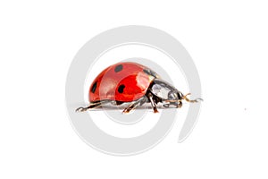 Seven-spot ladybird, Coccinella septempunctata, macro photography, extreme close up photography, isolated on white