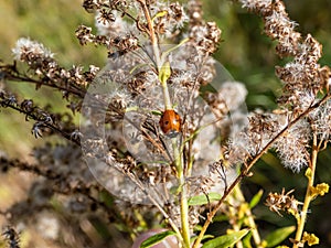 Seven-spot ladybird (Coccinella septempunctata) on a plant stem. Elytra are red, punctuated with three black spots