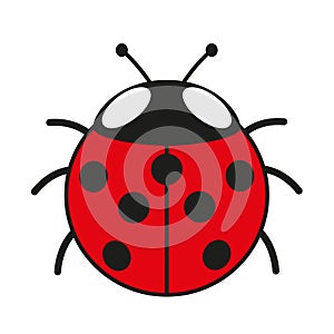 seven spot ladybird, color vector cartoon illustration of seven spotted ladybug, isolated on white