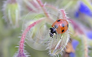 Seven-spot ladybird, Crete