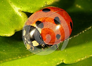 Seven-spot ladybird eating aphids
