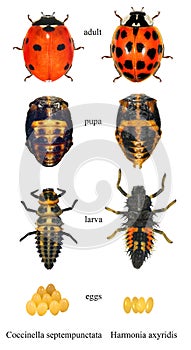 Seven-spot ladybird ladybug, Coccinella septempunctata and Asian ladybird ladybug, Harmonia axyridis