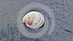 seven-spot ladybird ladybug on a seashell, abstract natural bakground