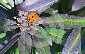 Seven spot ladybird or ladybug.